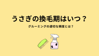 うさぎの換毛期はいつ？適切なグルーミングの頻度とは？