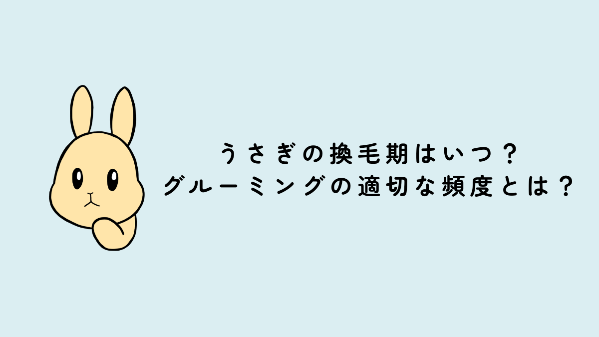 うさぎの換毛期はいつ？グルーミングの適切な頻度とは？