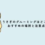うさぎのグルーミングはどこでやる？おすすめの場所と注意点を紹介